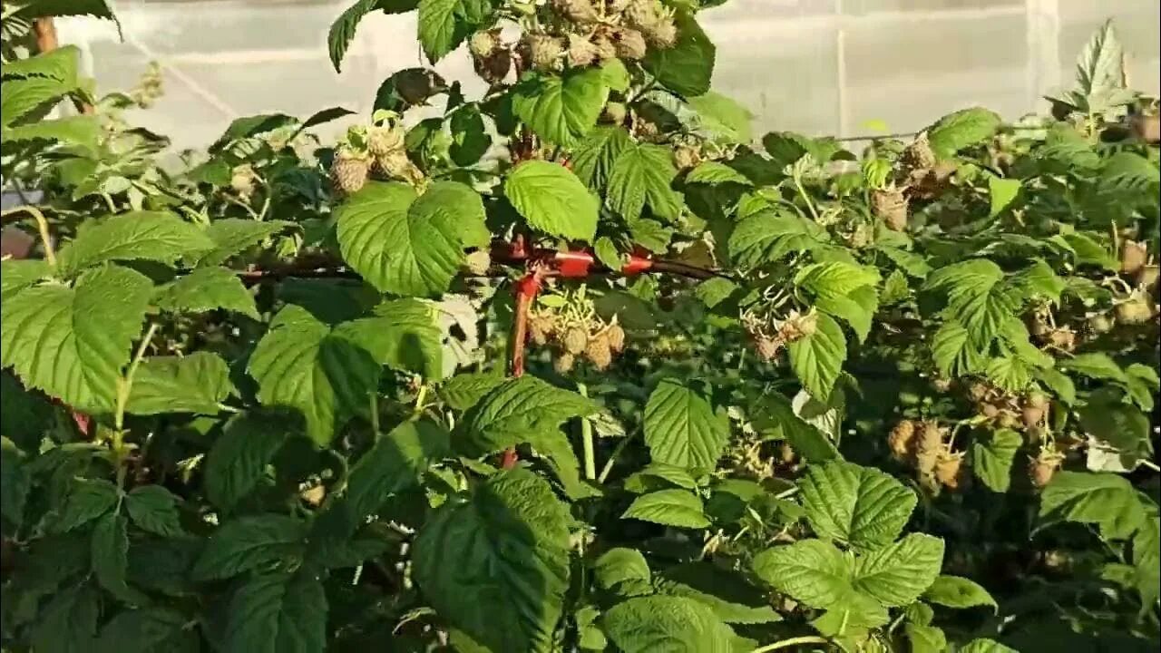 Малина Омск. Когда поливать малину летом в Сибири. Малина омск сайт