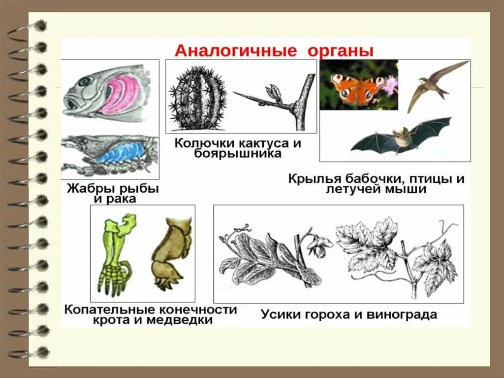 Наличие различных органов у растений и животных. Гомологичные и аналогичные органы растений и животных. гомологичные и аналогичные органы. амоломологичные органы. аналогичные органы примеры.