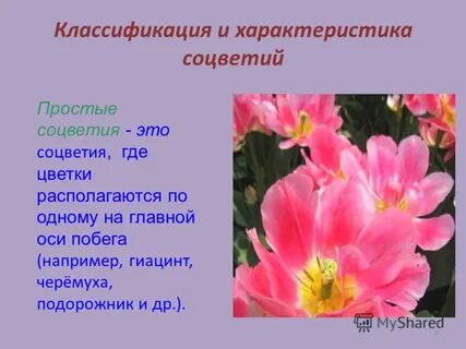 Цветок расположен на