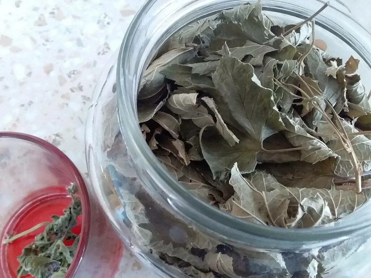 Заготовка листьев смородины для чая на зиму. Сушеные листья. чай из смородинового листа. лист смородины сушеный. лист смородины сухой.
