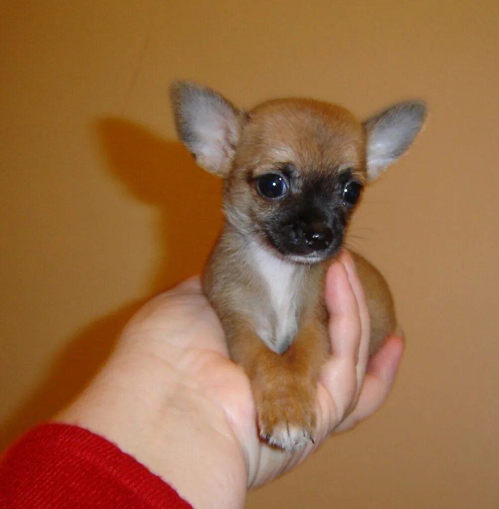 Бело кремовый чихуахуа. Чихуахуа со светлыми глазами. Щенки чихуахуа в добрые. Добрая чихуахуа. Чихуахуа самка.