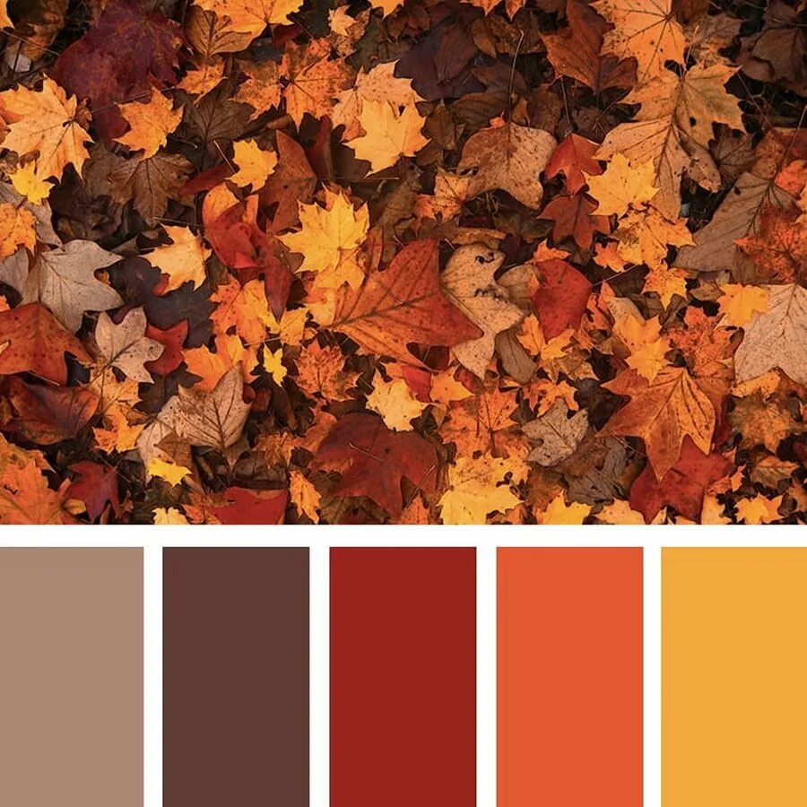Осенняя цветовая палитра. Палитра осени. Палитра seeds терракотовый. Осенние цвета красок. Цветовые палитры romanuke.