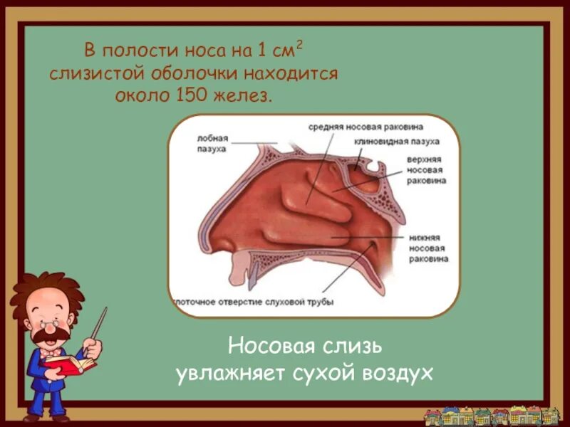 Запах железа носу железы. Железы в носовой полости. В слизистой оболочке носовой полости находятся. Железы слизистой оболочки полости носа.