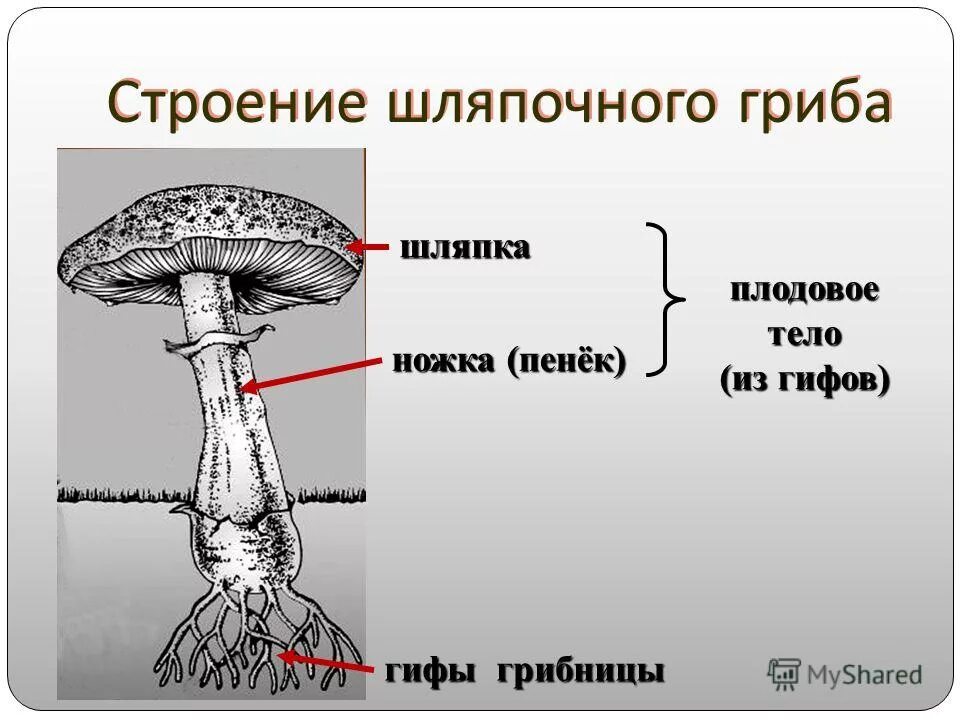 Гриб строение шляпочного гриба. Строение шляпочных грибов. Бледная поганка строение гриба. Строение гриба поганки.