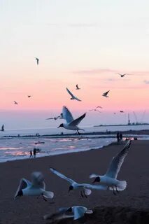 За побережьем море в небе шальные птицы