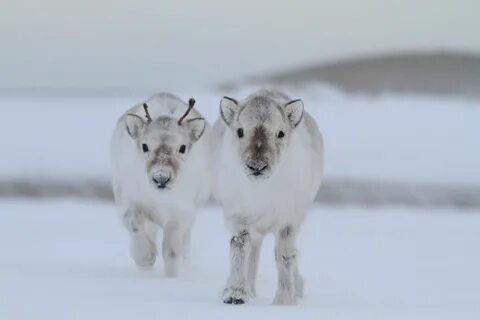 Северное название детеныша