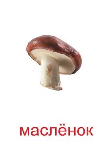 Масленок гриб картинка для детей