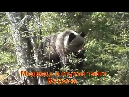 Песня медведь тайга
