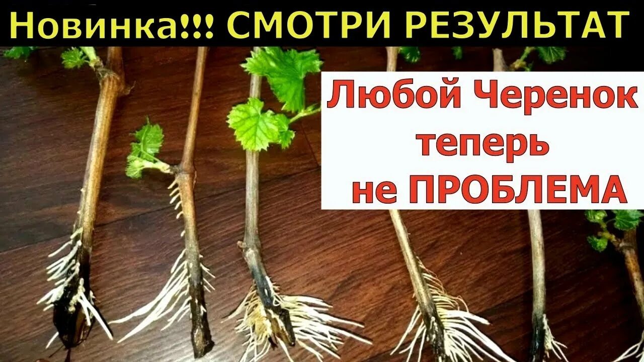 Чем можно заменить корневин в домашних условиях Одна Капля Черенки Пускают Корни За 5 Часов! Чудо Средство Заменит Корневин! Y