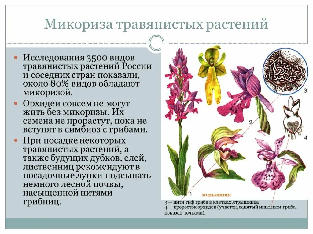Микориза травянистых растений. Симбиоз орхидеи и грибов. Микориза орхидных. Симбиоз орхидеи с грибами.