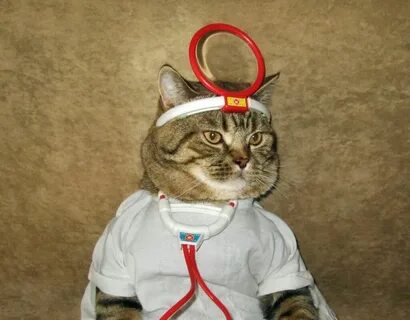 Коте врач