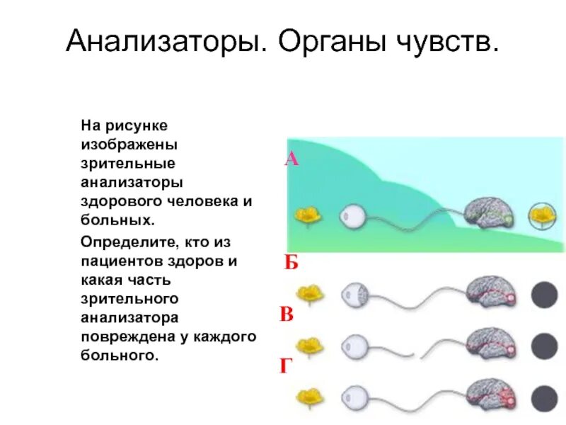 Проверочная работа анализаторы органы чувств