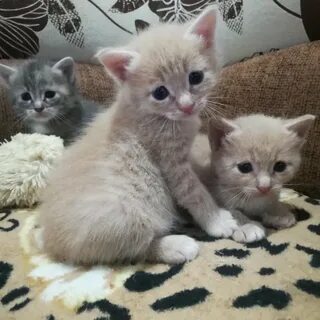 Свежие объявления котят