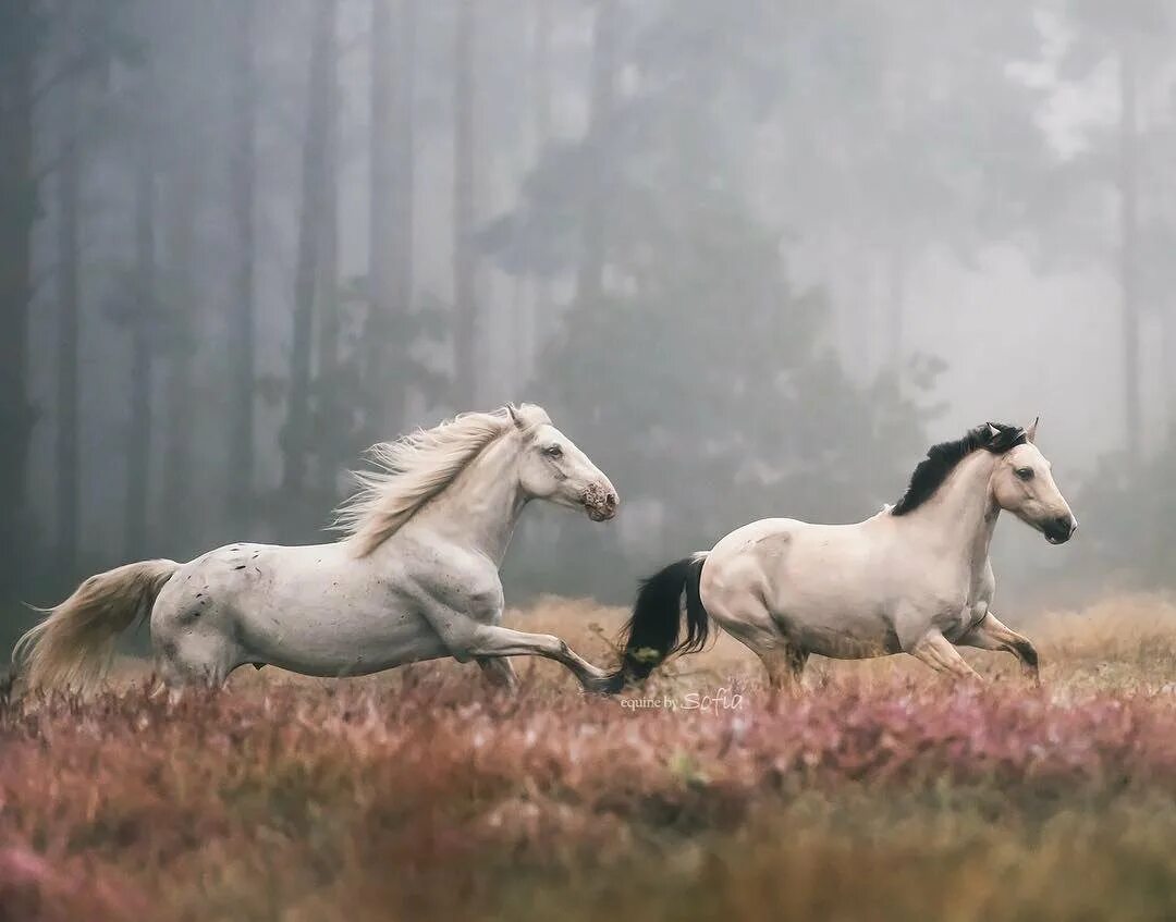 Красивые лошади. Лошадь в поле. Лошадь пасется. Две лошади в поле. Лошади на фоне природы.