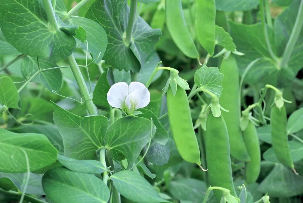 Pisum sativum - горох посевной. Биология Pisum sativum (горох посевной). Сидерат горох полевой. Горох (Pisum sativum), сушеный.