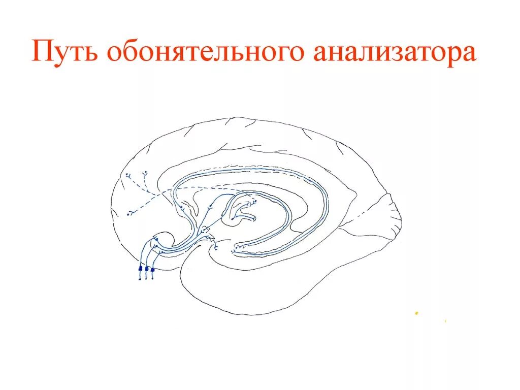 Проводящий путь обонятельного анализатора. Проводящие пути обонятельного анализатора. Обонятельный проводящий путь схема. Схема проводящего пути обонятельного анализатора. Обонятельный проводниковый отдел