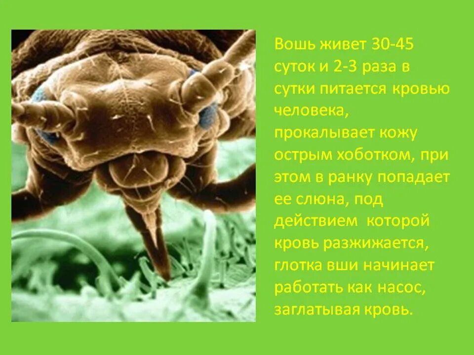 Вошь паукообразные относится
