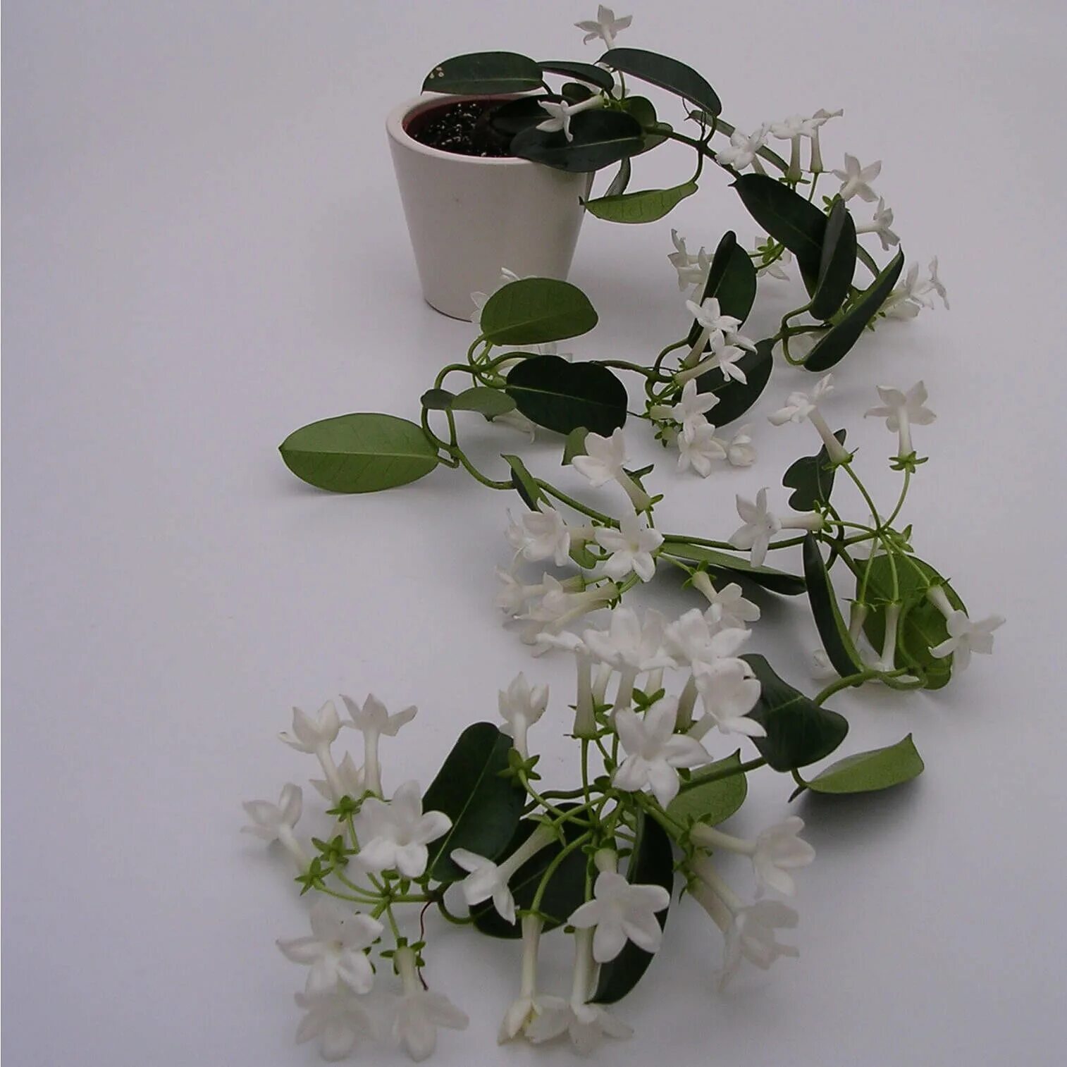 Стефанотис stephanotis