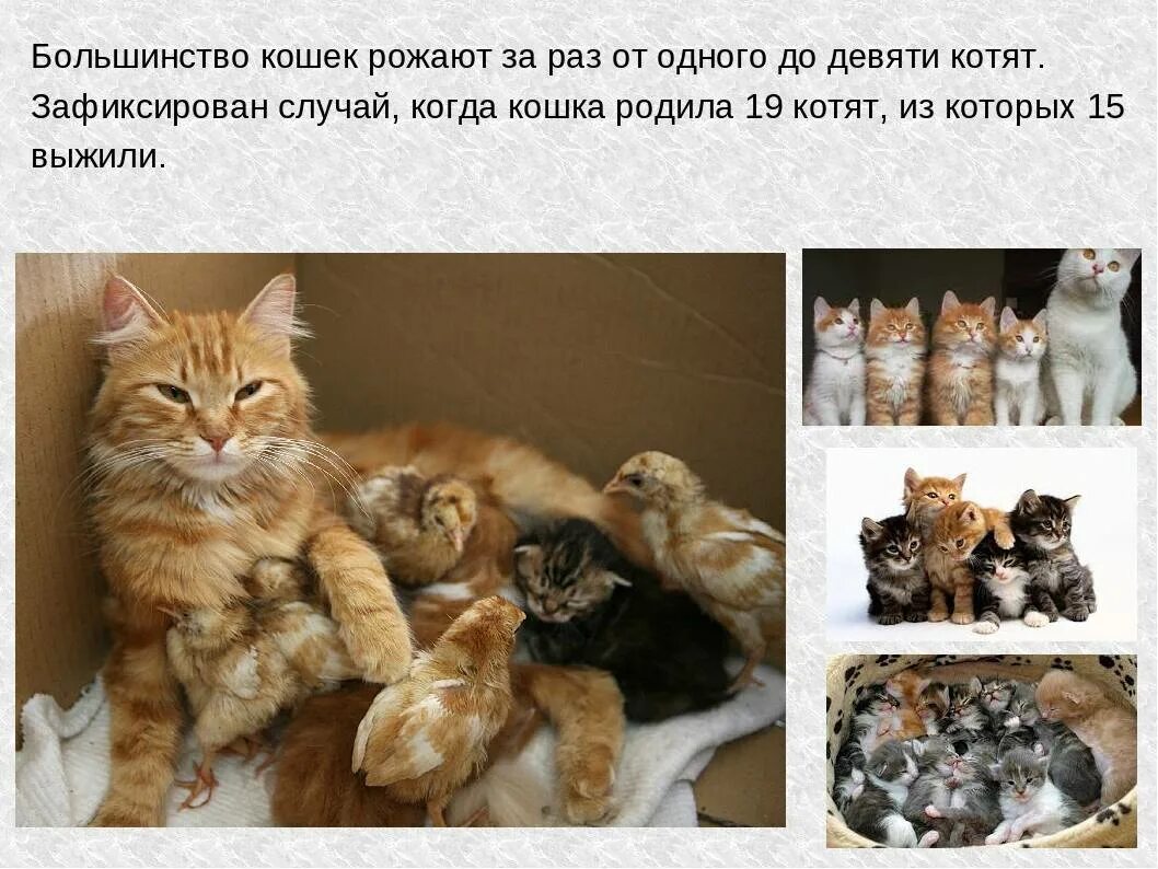 Сколько обычно котят у кошки. Возраст котенка. Сколько котят рождается. Сколько котят рождается у кошки. Пять котят фото.