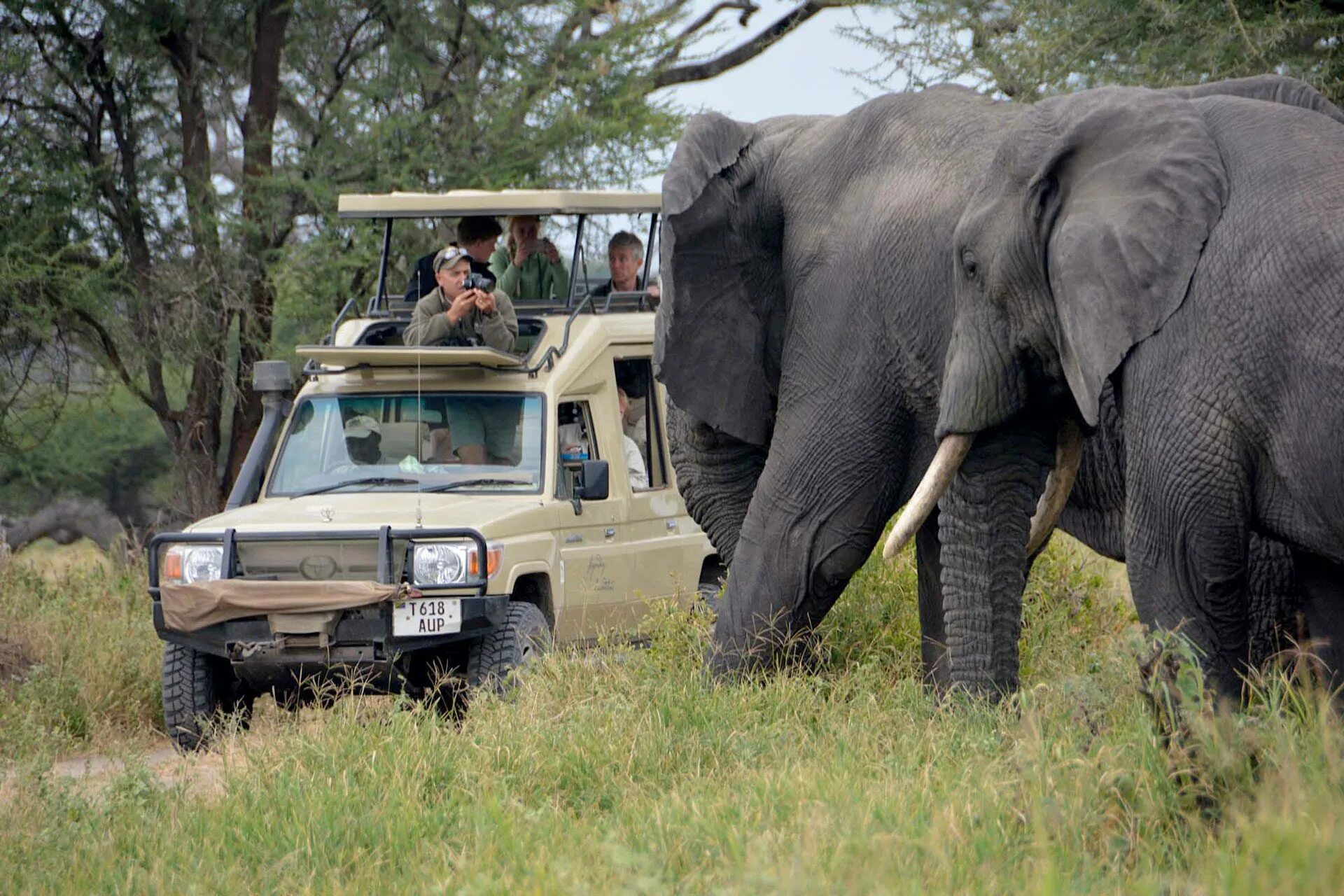 Wildlife holidays. Национальный парк Тарангире в Танзании. Сафари парк Танзания. Серенгети сафари. Занзибар сафари парк.