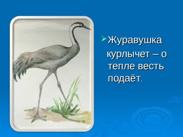 Курлычащие или курлычущие. Журавушка курлычет. курлычущие журавли. курлычет курлычет. журавушка рисунок.