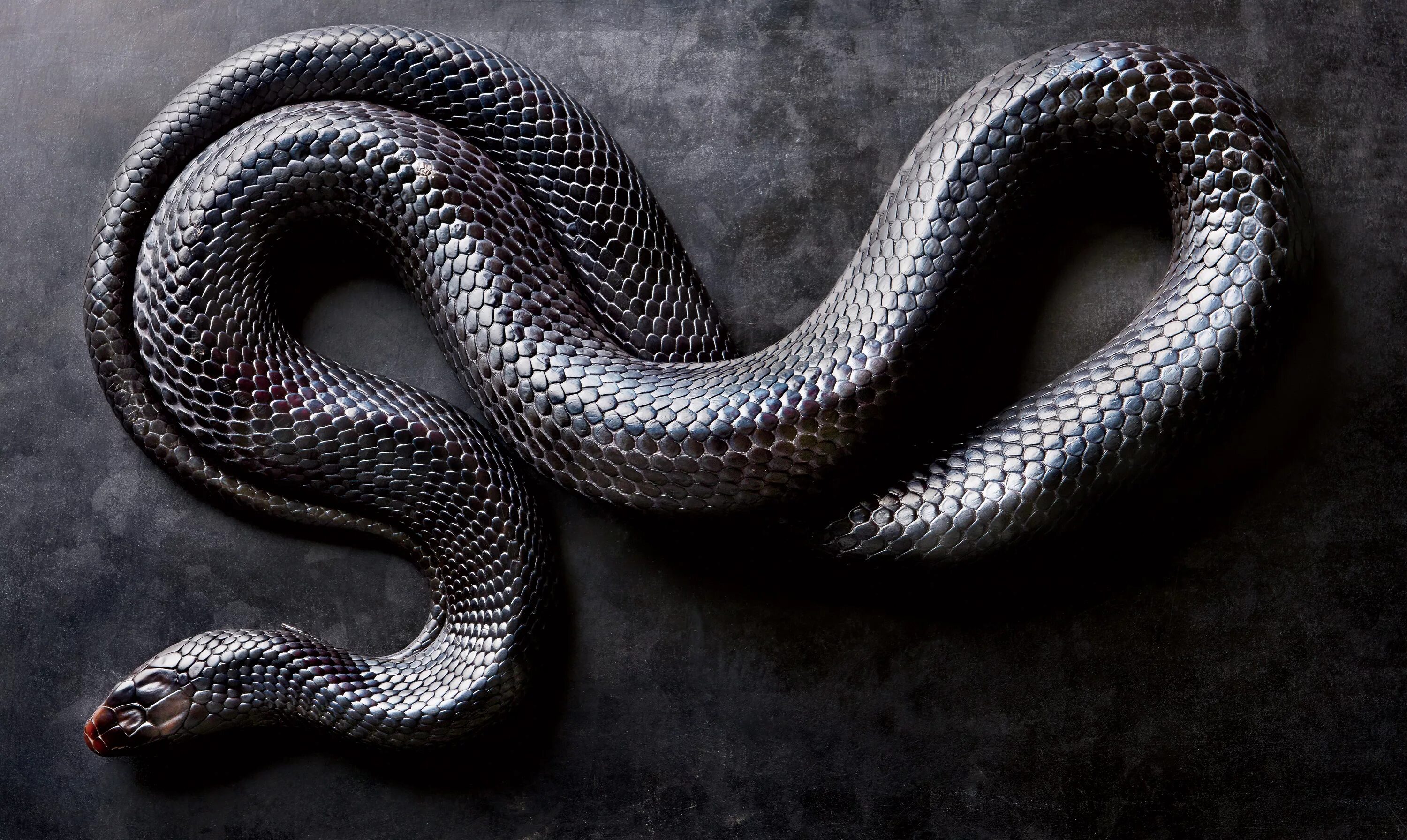 Snake x. Чёрная мамба змея. Змея чёрная мамба белая. Красивая черная змея. Металлическая змея.