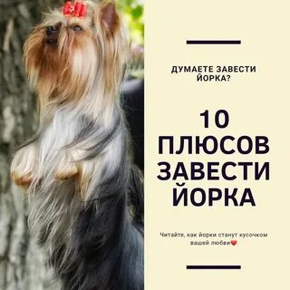 Йорки моя любовь