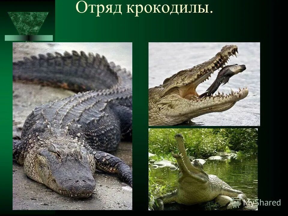 класс пресмыкающиеся отряд крокодилы. представители класса крокодилы. отряд пресмыкающиеся отряд крокодилы. представители отряда крокодилы 7 класс биология. отряды пресмыкающихся характеристика крокодилов.