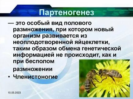 Партеногенез это