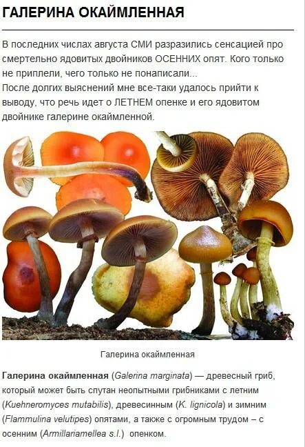 Галерина окаймленная (Galerina marginata) фото и описание
