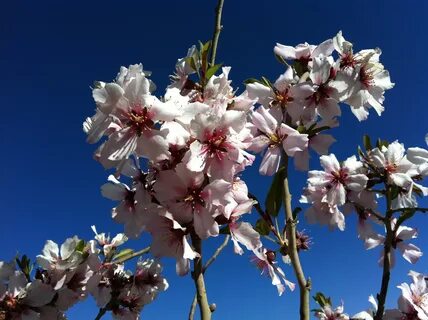 Amygdalus dulcis oil