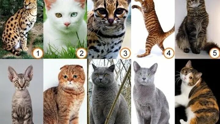 Какие есть породы кошек фото породы кошек