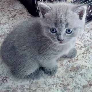 Котята омск