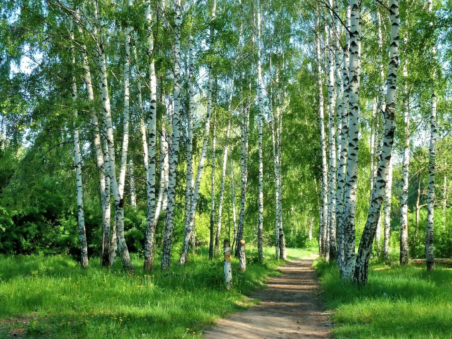 Зеленый звон. Н А Некрасов зеленый шум. Зеленый шум Лесной. Некрасов зеленый шум иллюстрации. Лес шумит.