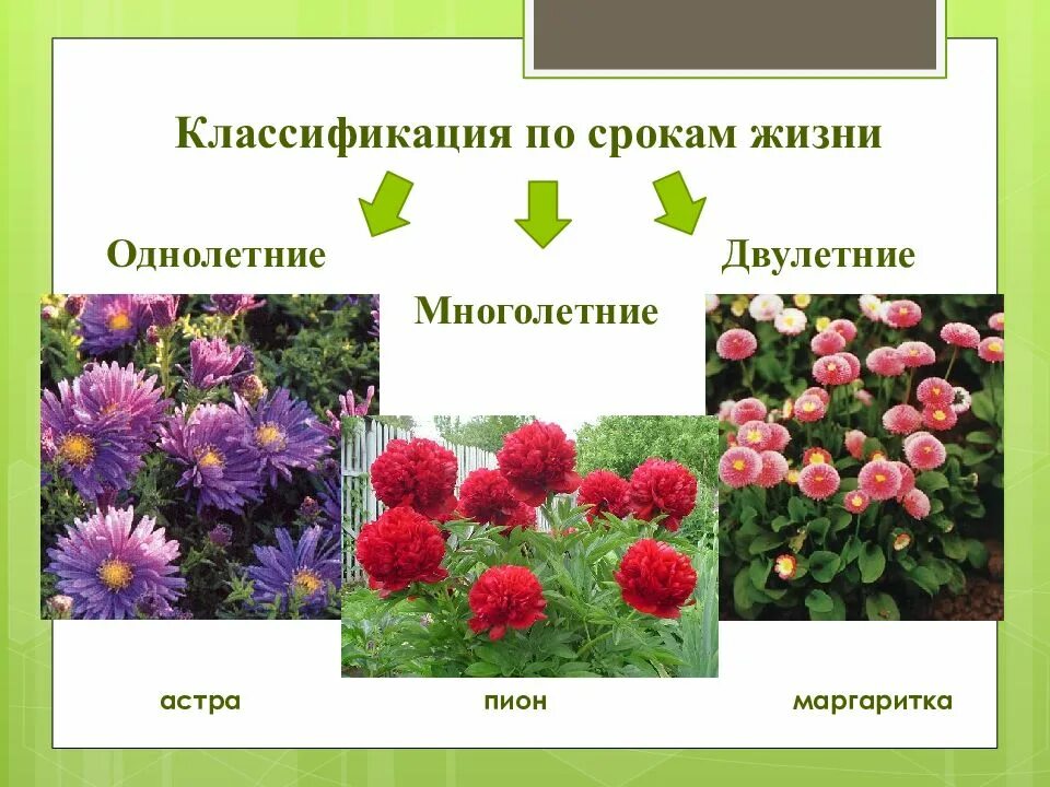 Растения города декоративное цветоводство 7 класс урок. Однолетние растения двулетние растения многолетние растения. Однолетние двулетние и многолетние растения. Двулетние цветковые растения. Однолетние и многолетние цветы.