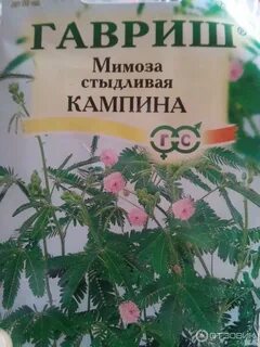 Мимоза стыдливая семена