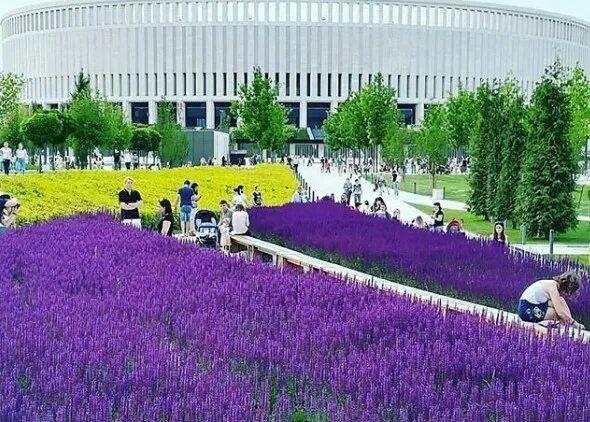 Парк галицкого зацвел. Парк Галицкого в Краснодаре весной. Парк Краснодар Краснодар Лаванда. Лаванда в парке Галицкого. РАРК Галицкого Лаванда.