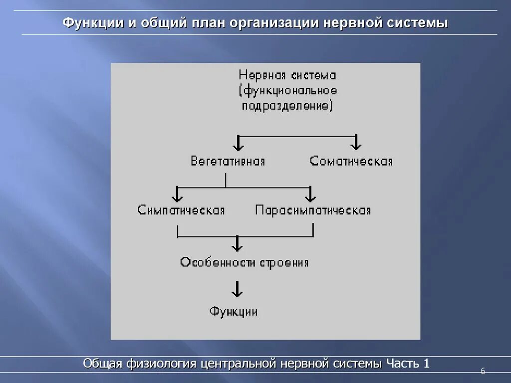 Общий план организации нервной системы. Функции и общий план организации нервной системы. Общцй план организации нервная система. Функции центральной нервной системы. Функции центрального отдела нервной системы