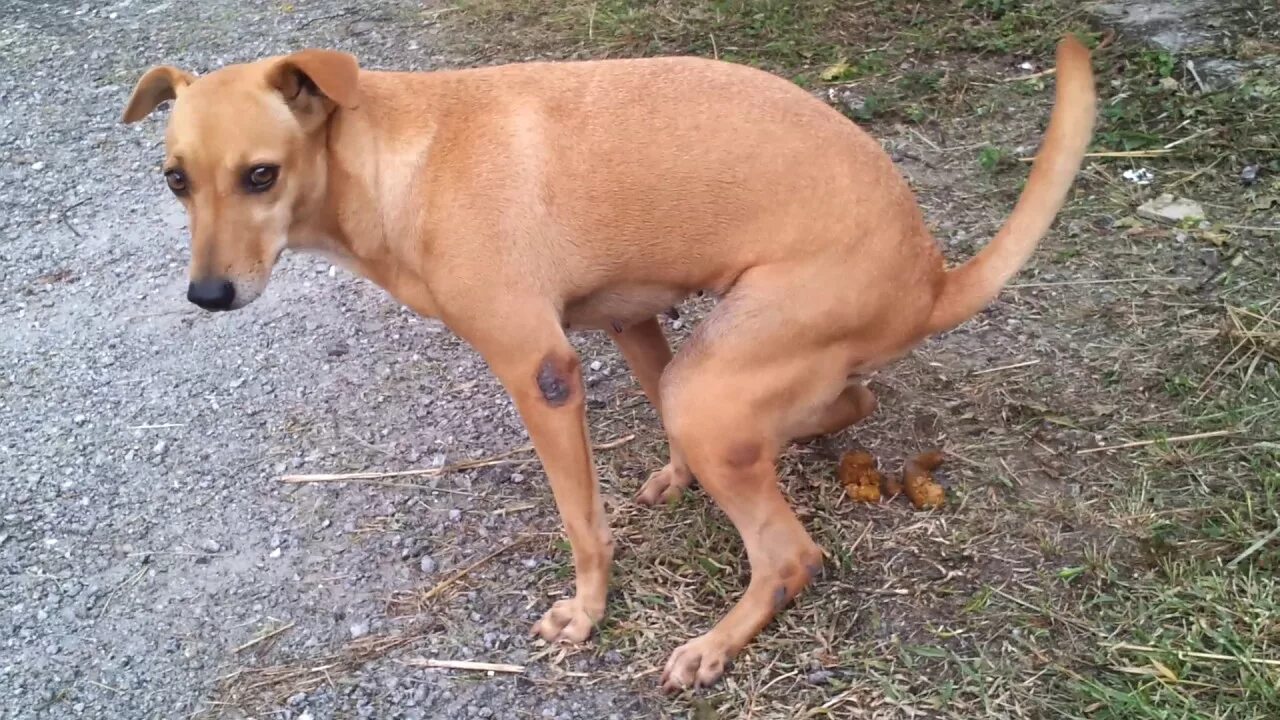 Pin on dogs