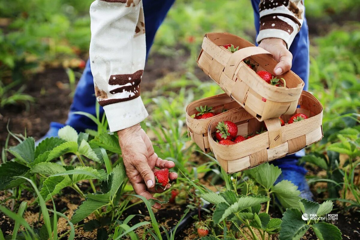Сбор как собирать. Клубнику собирать. сбор клубники. собирать землянику. сборка клубники.