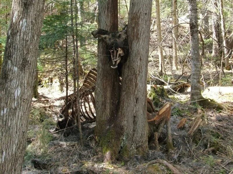 Застряла как то лосиха. Лось застрял между деревьев. Застряла как то лосиха между двух деревьев. Медведь застрял между деревьев. Застряла между деревьев.