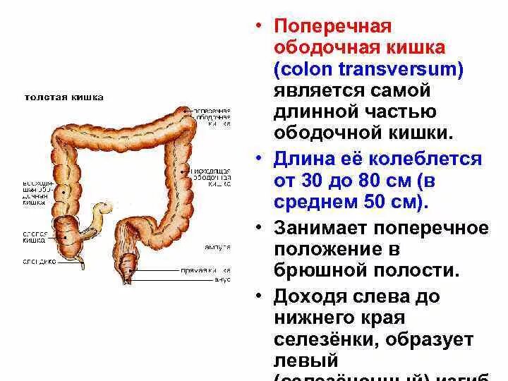 Сколько сантиметров кишка. Сигмовидная ободочная кишка расположена. Строение Толстого кишечника человека. Строение Толстого кишечника анатомия. Ободочная кишка Толстого кишечника.