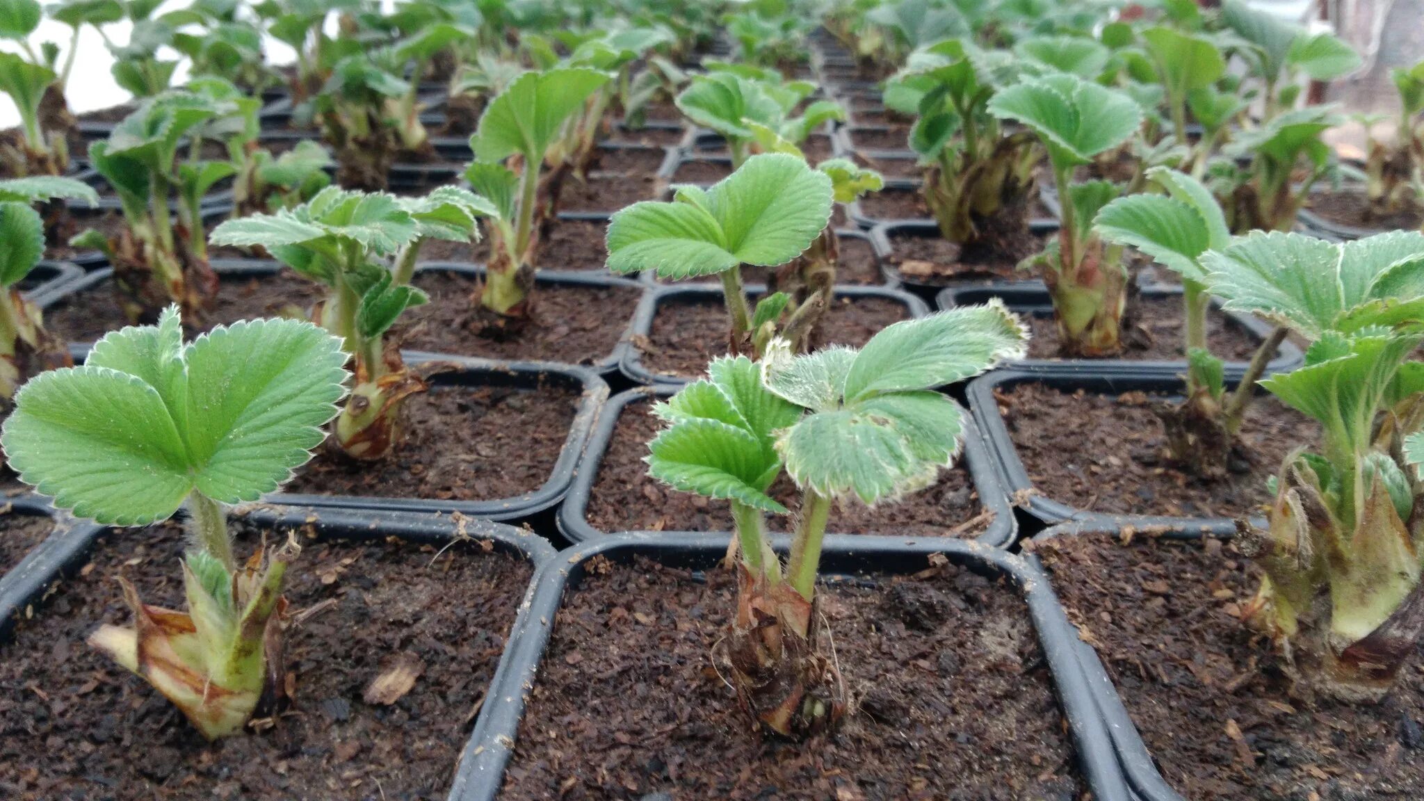 земляника ремонтантная всходы. правильно вырастить рассаду клубники. клубника ремонтантная рассада. рассада земляники из семян. клубника ремонтантная рассада.
