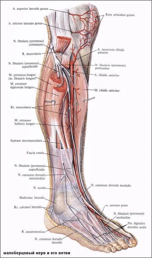 Малоберцовый нерв стопа. Малоберцовый нерв анатомия топография. Топографическая анатомия малоберцового нерва. Анатомия малоберцового нерва на голени. Анатомия большеберцового и малоберцового нерва.