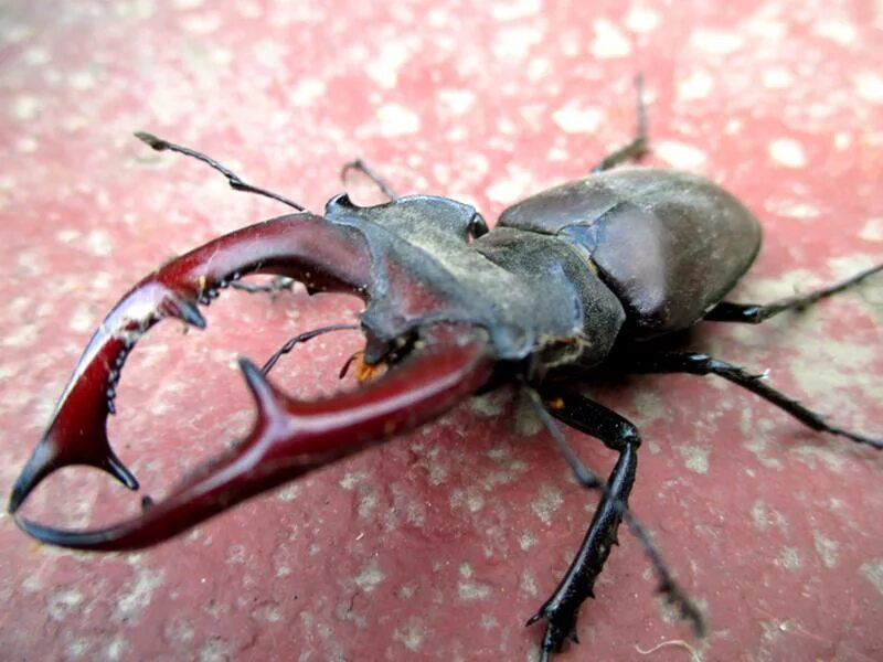 жук рогоносец: 19 тыс изображений найдено в Яндекс.Картинках Coleopteros, Animal