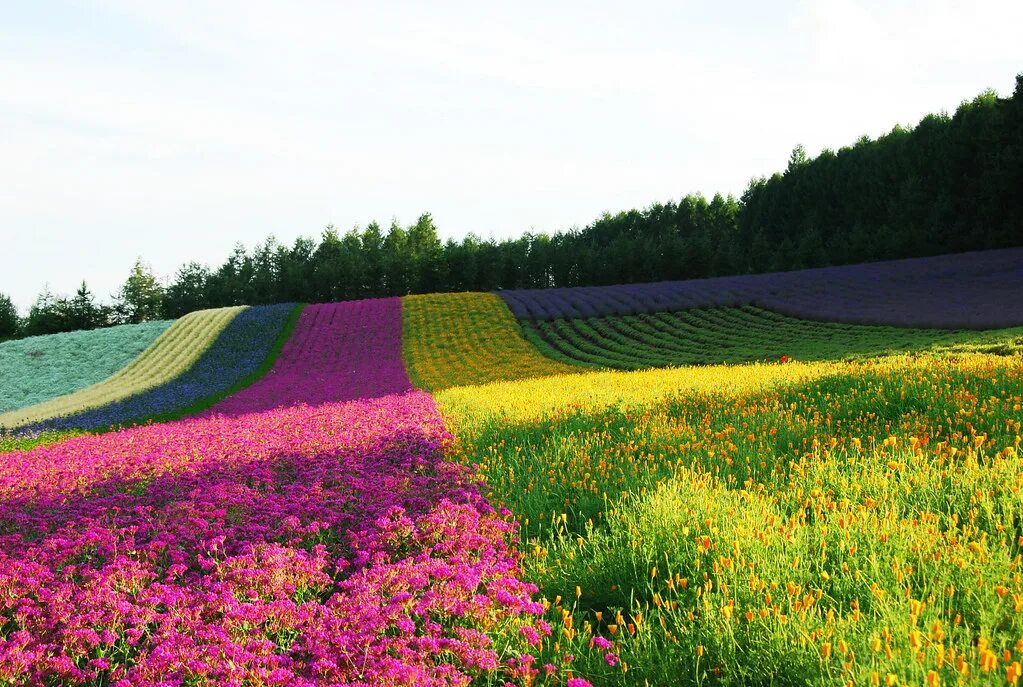 Яркий холм. Разноцветные поля Хоккайдо. Цветущие поля Хоккайдо. Поле цветов. Разноцветные цветочные поля.