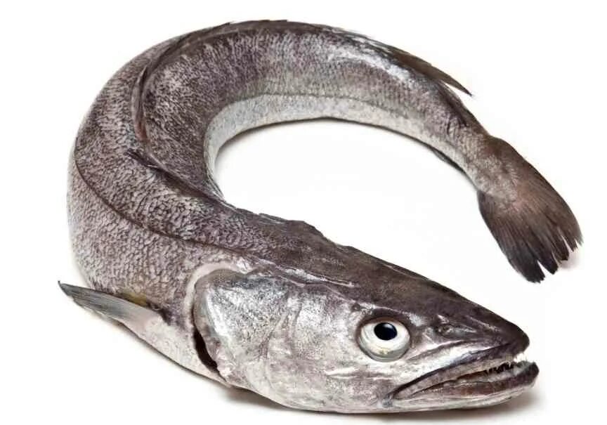 Тихоокеанская мерлуза. Пикша рыба свежемороженая. Хек живой. Европейская мерлуза. Хек мерлуза.