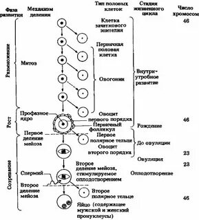Яйцеклетка содержит 23 хромосомы