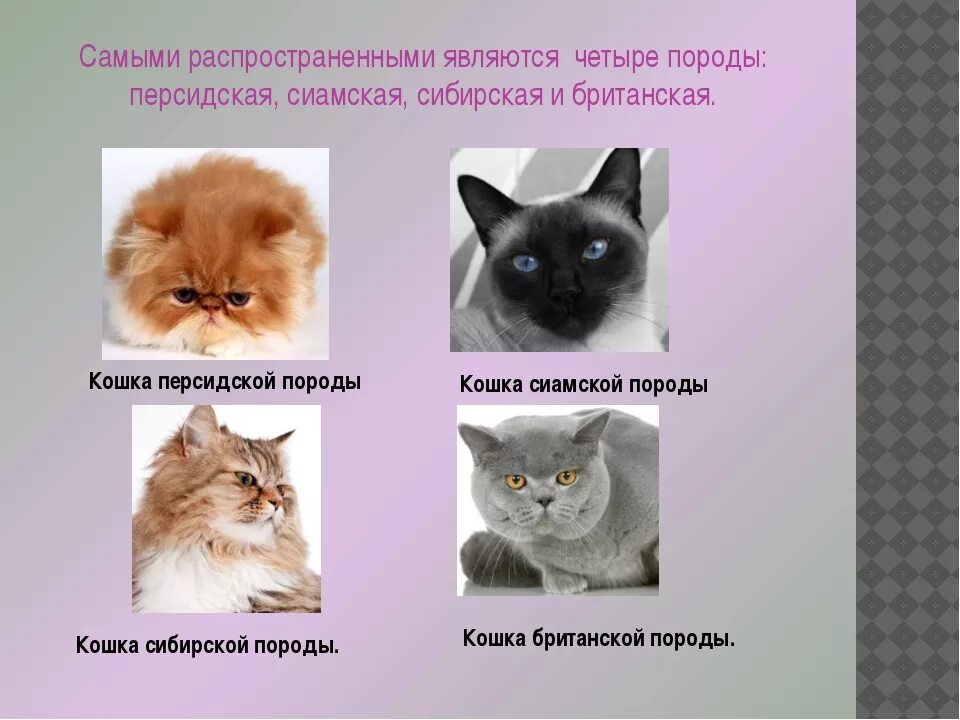Породы кошек с фотографиями и названиями. Список пород кошек. Породы кошек и их названия. Котики с подписями пород. Породы домашних кошек с фотографиями и названиями пород.