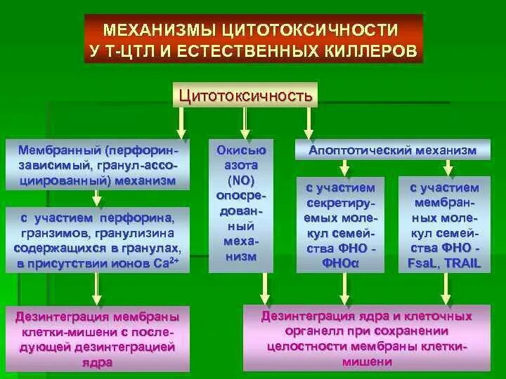 Цитотоксический иммунный ответ. Цитотоксичность механизм. Механизмы цитотоксичности т-киллеров. Механизм действия т киллеров. Этапы клеточной цитотоксичности.